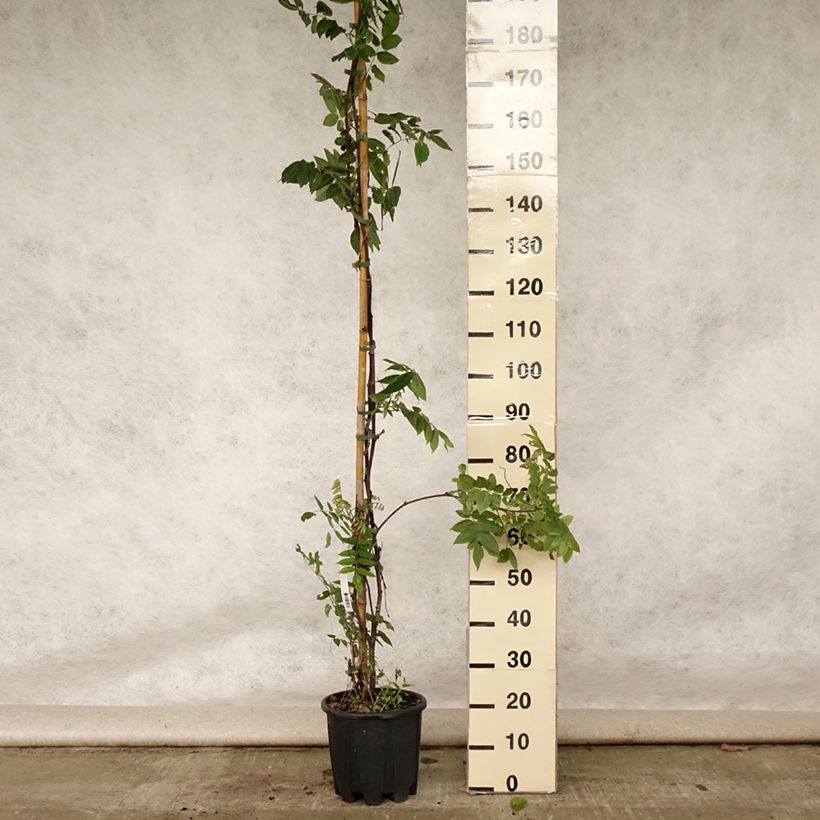 Ejemplar de Wisteria brachybotrys Yokohama Fuji - Glicinia Maceta 7,5L/10LAltura de entrega aprox. 200/250cm entregado en verano