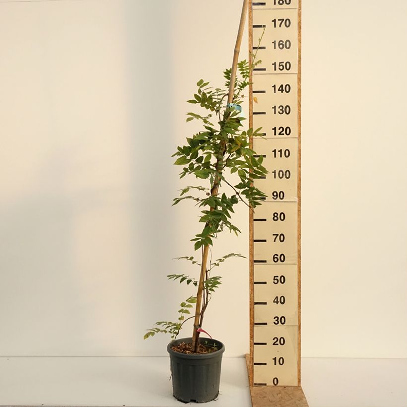Ejemplar de Wisteria brachybotrys Yokohama Fuji - Glicinia Maceta 3L/4L entregado en verano