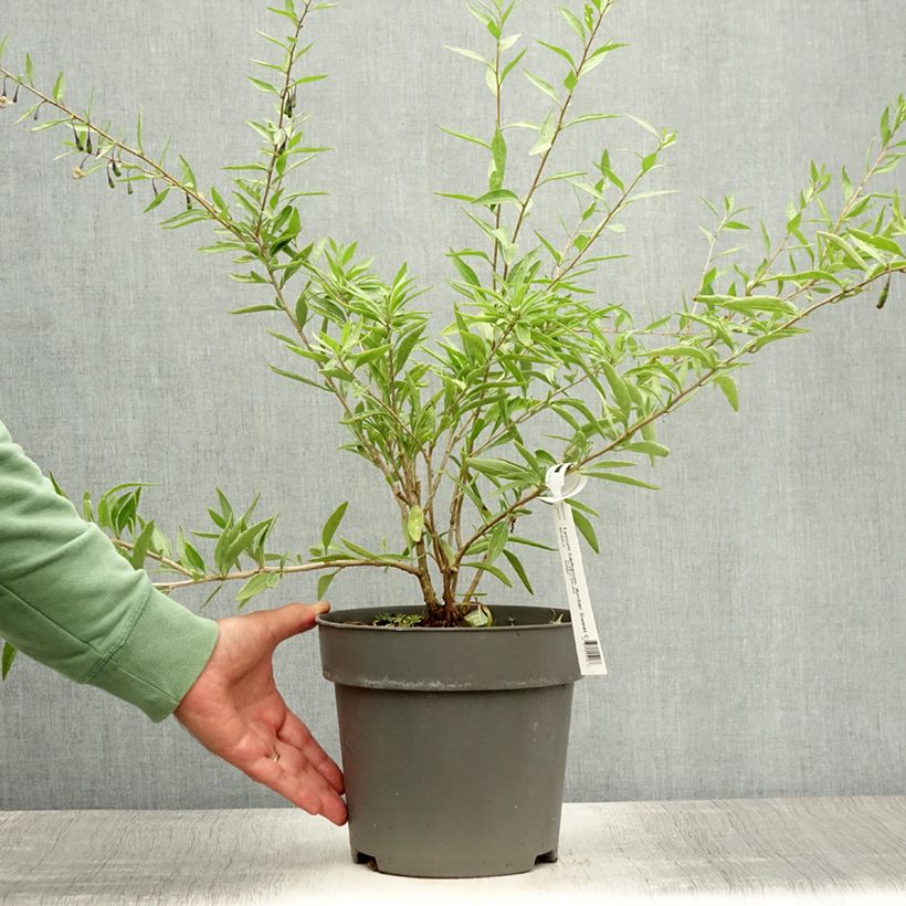 Ejemplar de Goji Amber Sweet - Lycium barbarum Pot de 4L/5L entregado en verano