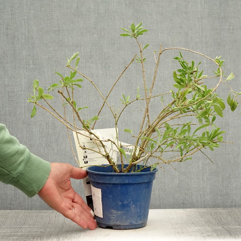 Ejemplar de Goji Gojidelys - Lycium barbarum Pot de 2L/3L entregado en verano