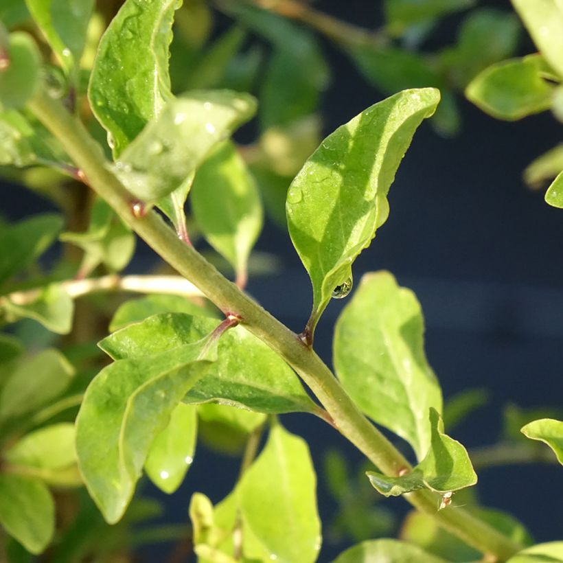 Goji Gojidelys (Follaje)