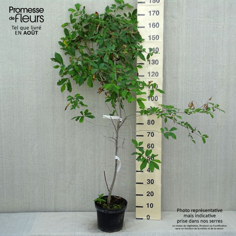 Ejemplar de Nyssa sylvatica - Tupelo Maceta 7,5L/10LAltura de entrega aprox. 100/125cm entregado en verano