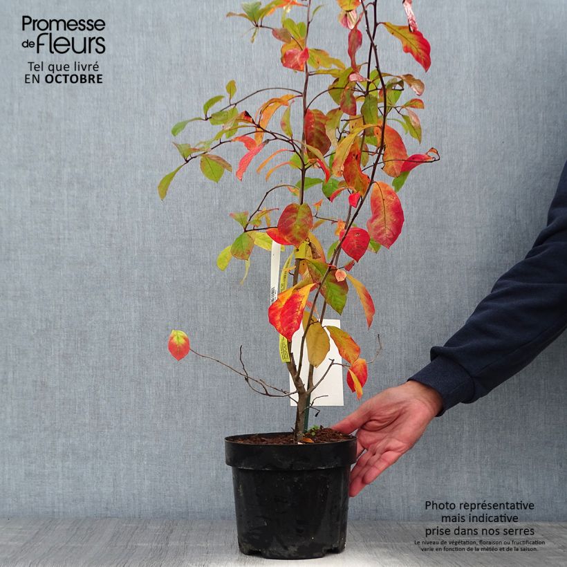 Ejemplar de Nyssa sylvatica - Tupelo Maceta 2L/3L entregado en otoño
