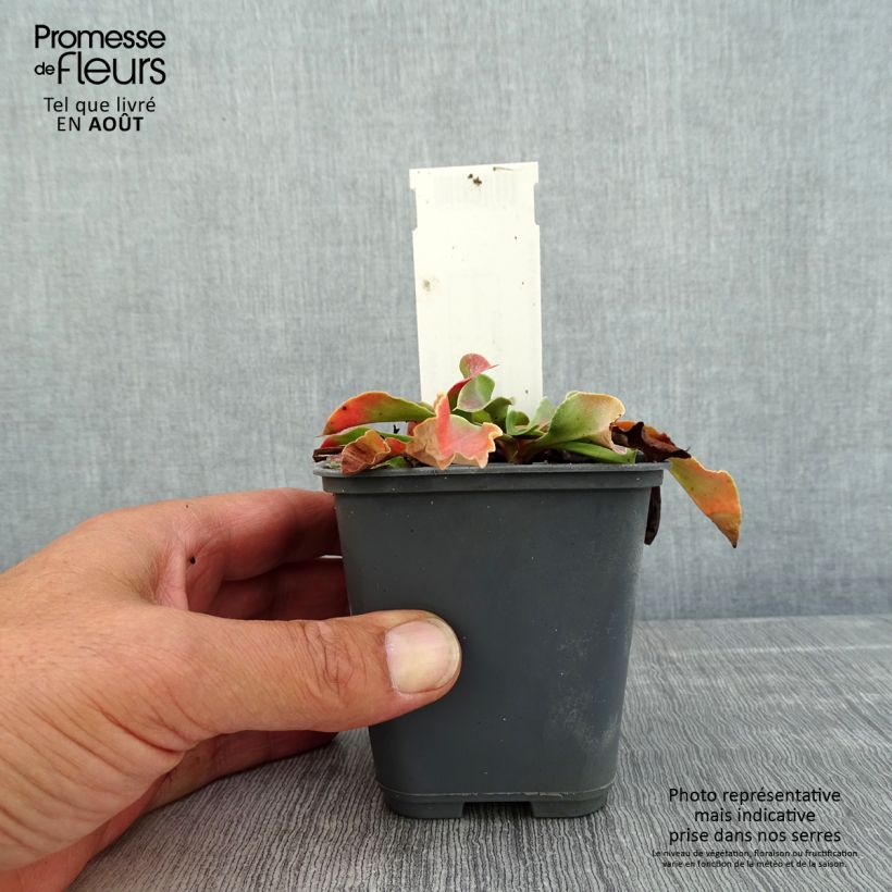 Ejemplar de Goniolimon collinum - Statice de colina Maceta de 8/9 cm entregado en verano