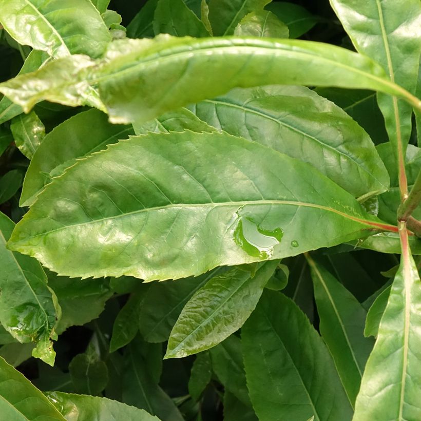 Gordlinia grandiflora (Follaje)