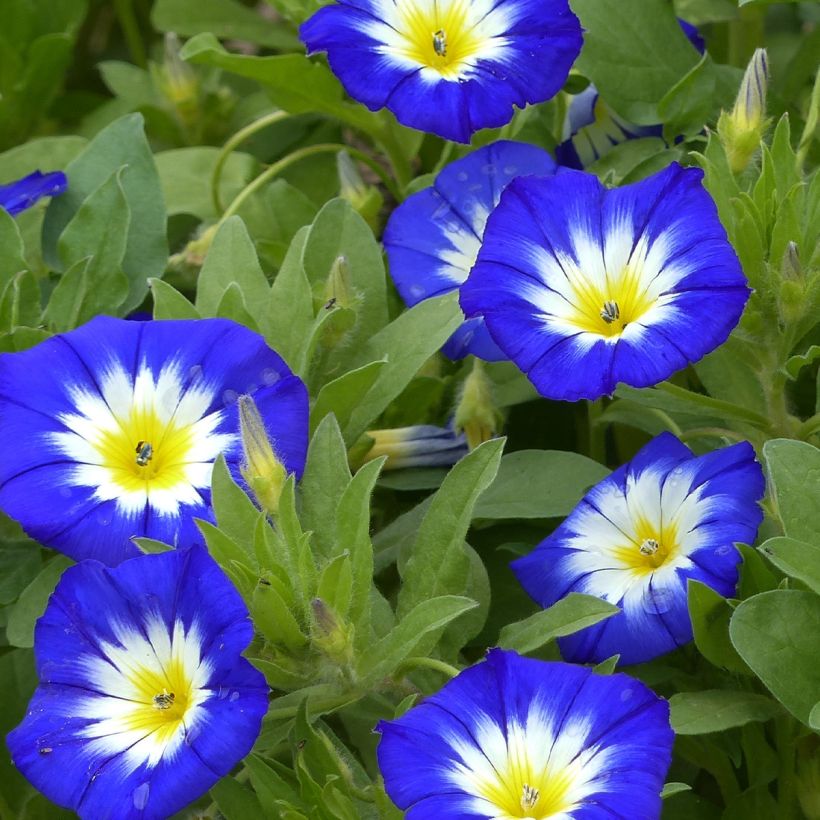 Convolvulus tricolor Pavillon Bleu (Floración)
