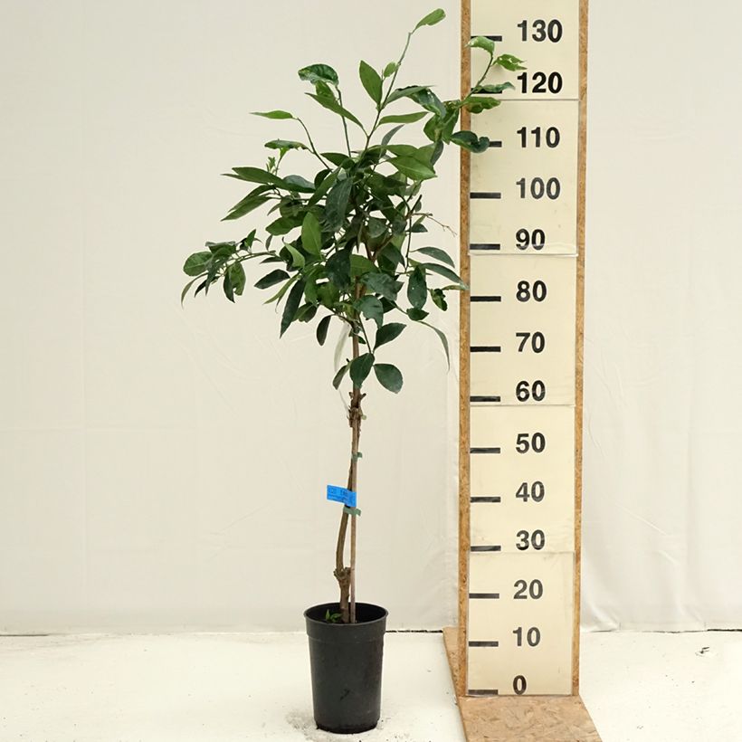 Ejemplar de Limón persa - Citrus latifolia Maceta 3L/4L, Formación arbustiva entregado en verano