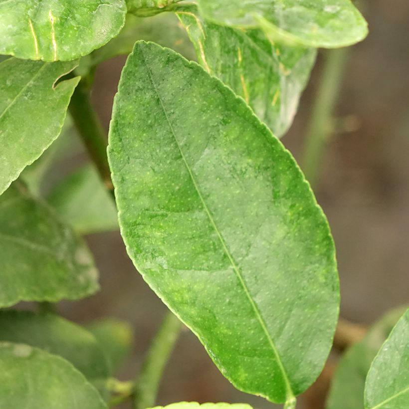 Limón persa - Citrus latifolia (Follaje)