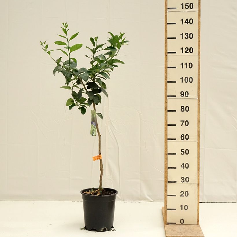 Limón persa - Citrus latifolia Maceta 7,5L/10L, Medio talloAltura de entrega aprox. 120/130cm Ejemplar entregado en la primavera