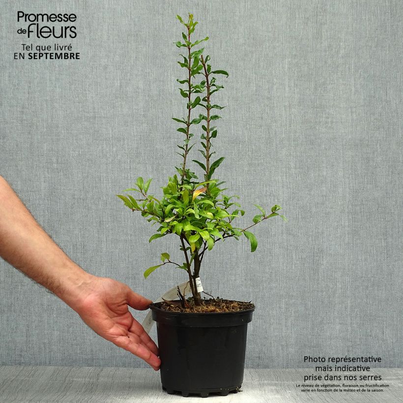 Ejemplar de Punica granatum Maxima Rubra - Granado Maceta 2L/3L entregado en otoño
