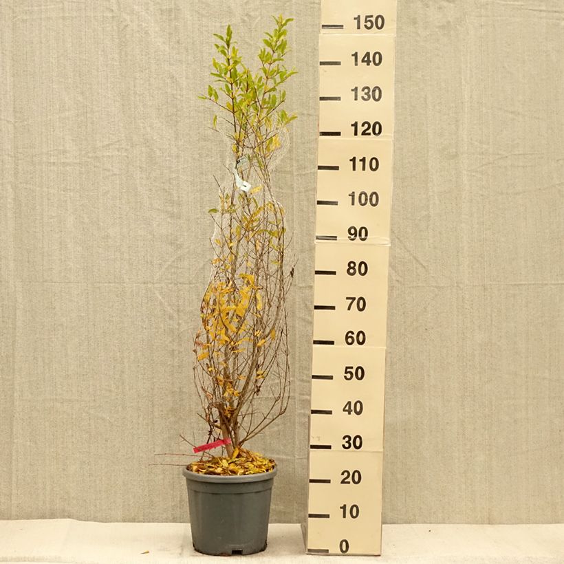 Ejemplar de Granada - Punica granatum Maceta 7,5L/10L, Formación arbustiva entregado en otoño