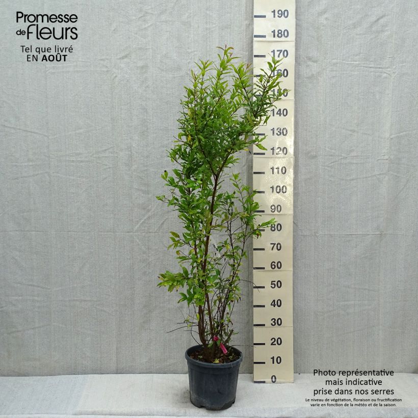 Ejemplar de Granada - Punica granatum Maceta 7,5L/10L, Formación arbustiva entregado en verano