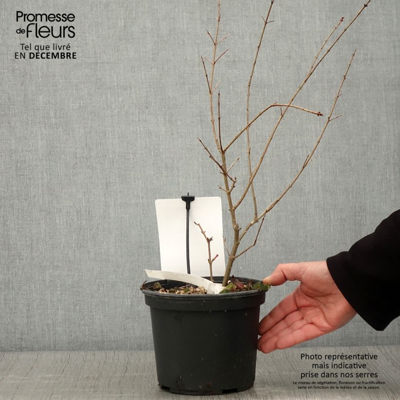 Ejemplar de Granada Provence Maceta 1,5L/2L, Formación arbustiva entregado en otoño