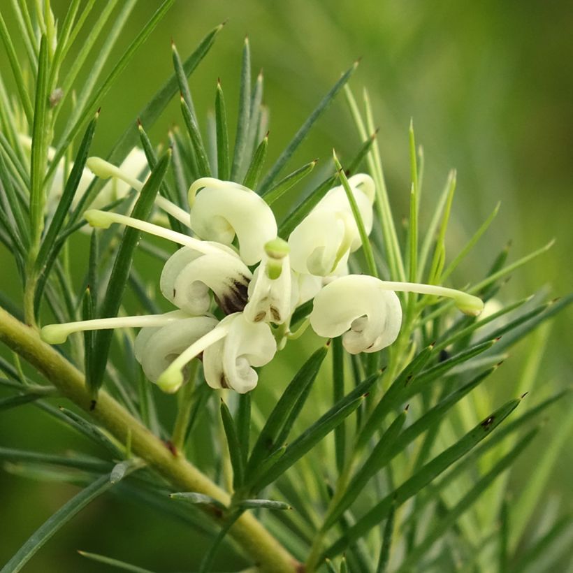 Grevillea gracilis Alba (Floración)