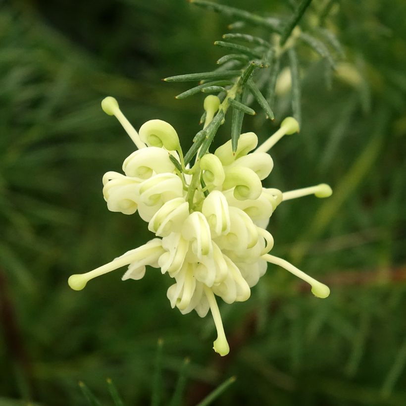 Grevillea gracilis Alba (Floración)