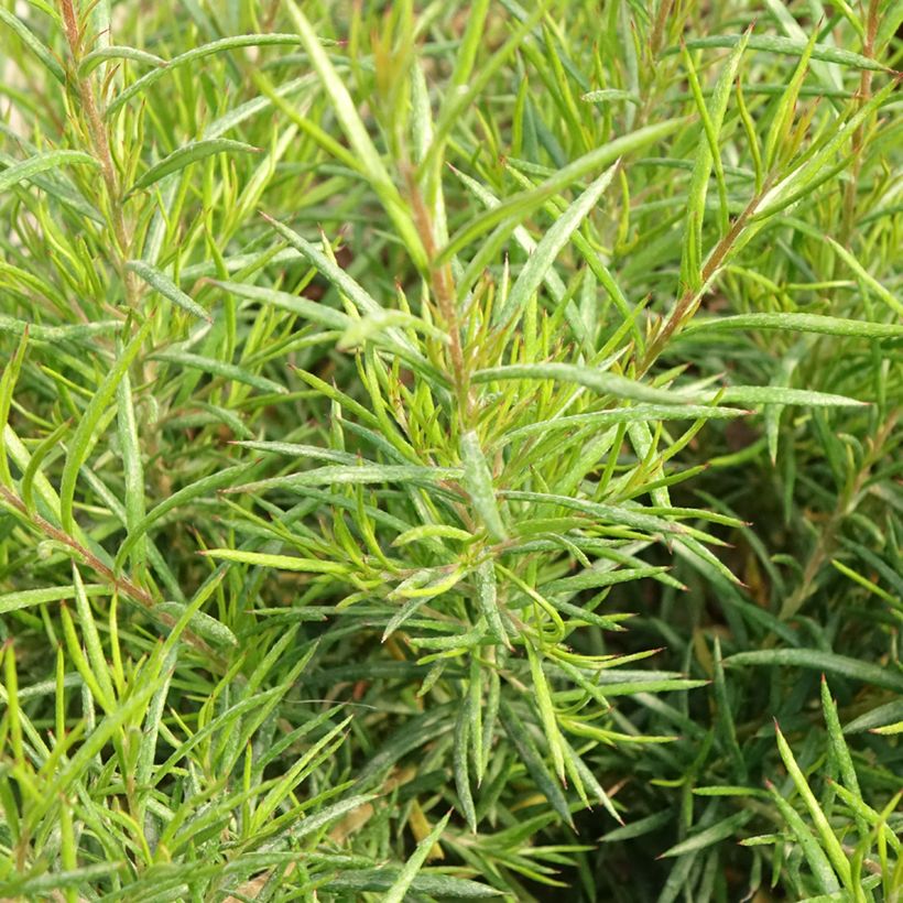 Grevillea gracilis Clearview David (Follaje)