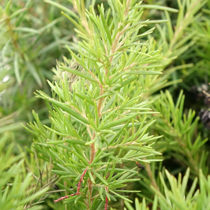 Grevillea gracilis Clearview David (Follaje)