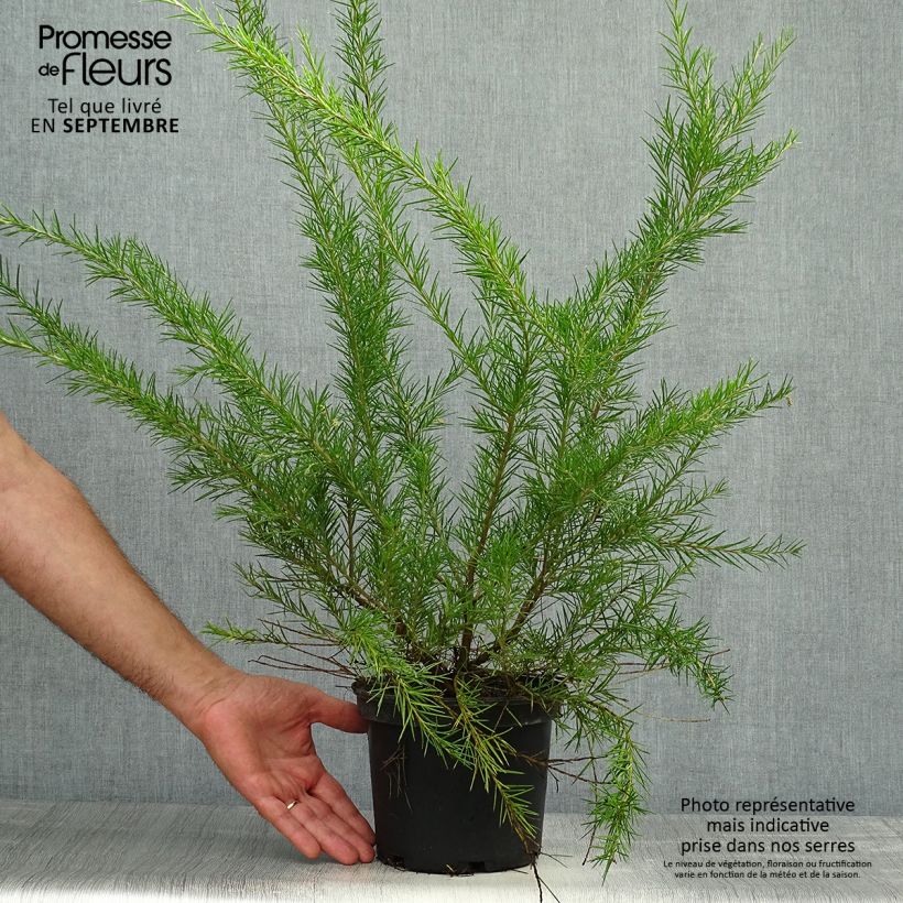 Ejemplar de Grevillea Canberra Gem Maceta 2L/3L entregado en otoño