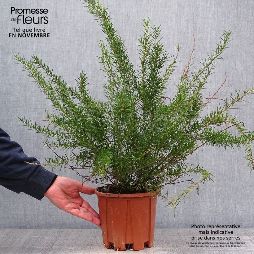 Ejemplar de Grevillea juniperina Maceta 2L/3L entregado en otoño