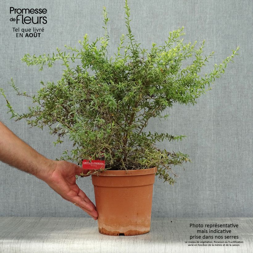 Ejemplar de Grevillea Poorinda Rondeau Maceta 3L/4L entregado en verano