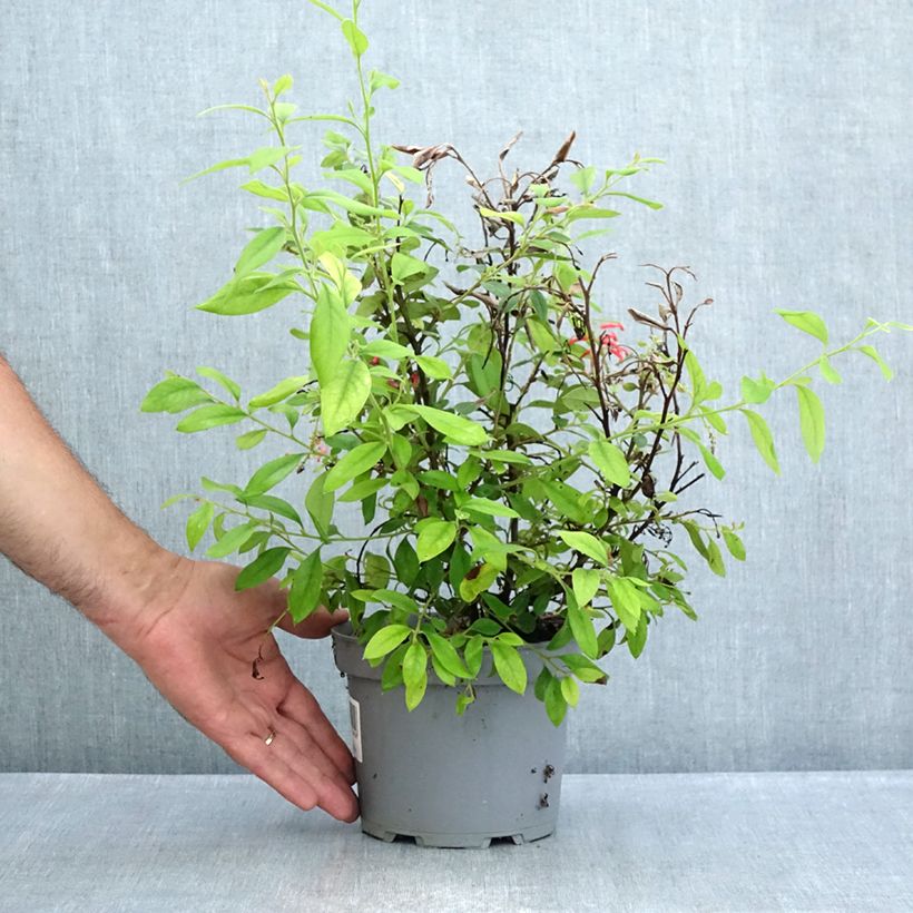 Ejemplar de Grevillea rhyolitica Maceta 2L/3L entregado en verano