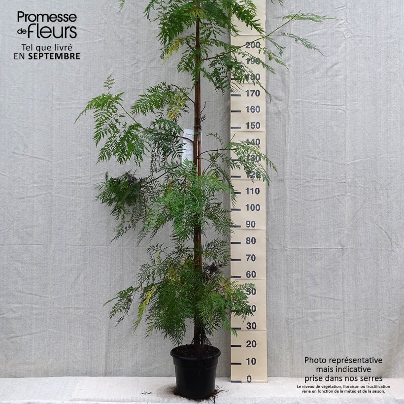 Ejemplar de Grevillea robusta - Pino de oro Maceta 7,5L/10L entregado en otoño