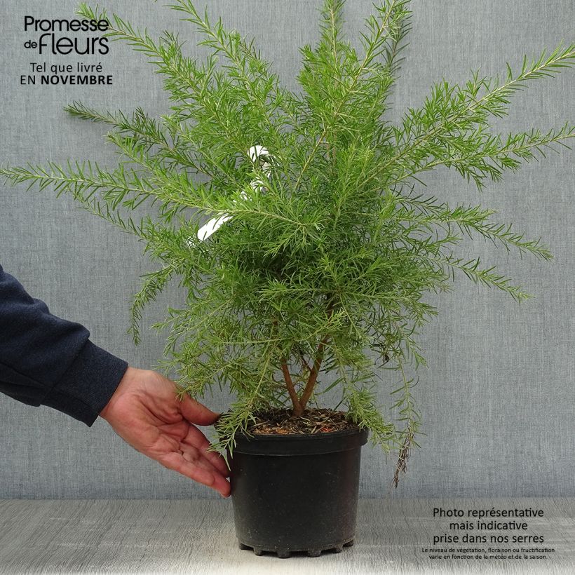 Ejemplar de Grevillea rosmarinifolia Rosa Jenkinsii Maceta 3L/4L entregado en otoño