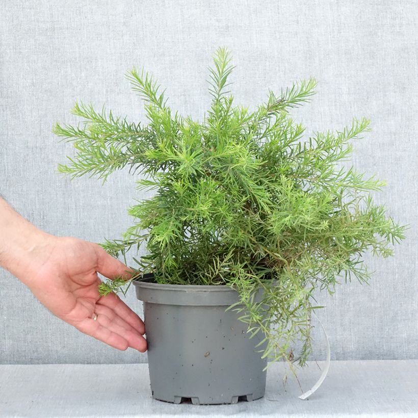 Grevillea rosmarinifolia Rosa Jenkinsii Maceta 3L/4LAltura de entrega aprox. 20/30cm Ejemplar entregado en la primavera