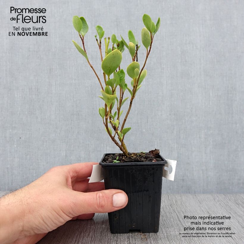 Ejemplar de Griselinia littoralis - Kapuka Maceta de 8/9 cm entregado en otoño