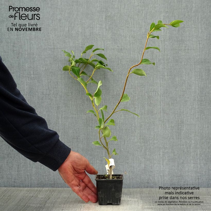 Ejemplar de Griselinia lucida Maceta de 8/9 cm entregado en otoño