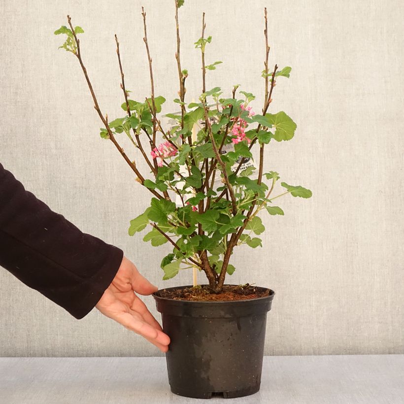 Ribes sanguineum Red Bross - Grosellero de invierno Maceta 2L/3LAltura de entrega aprox. 30/40cm Ejemplar entregado en la primavera