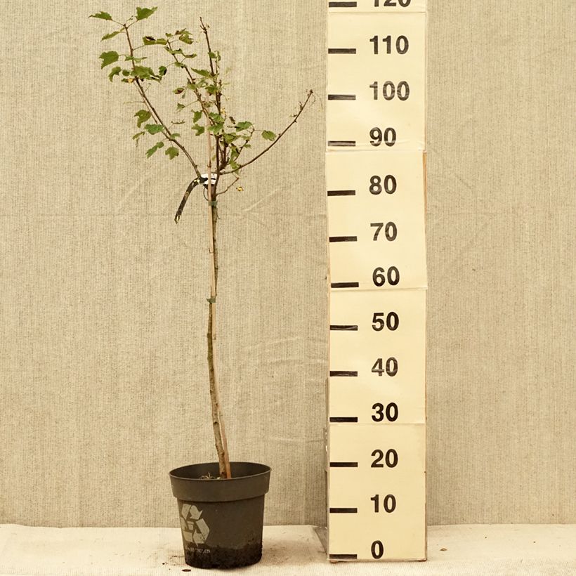Ejemplar de Grosella blanca Weiße aus Jüterbog Maceta 6L/7LAltura de entrega aprox. 60/80cm entregado en verano
