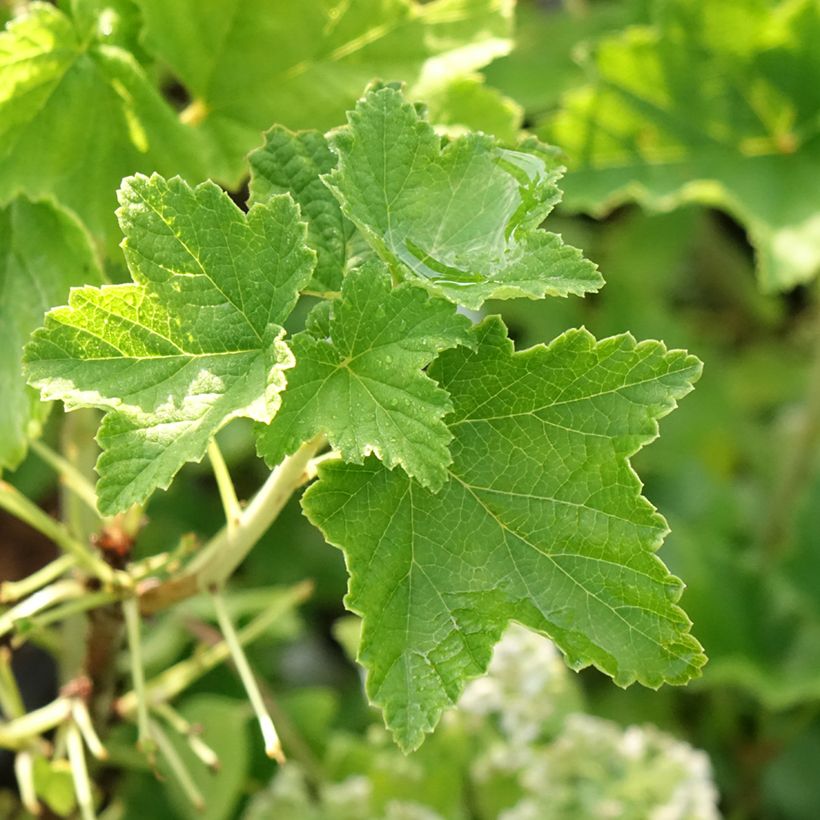 Grosella blanca Zitavia (Follaje)