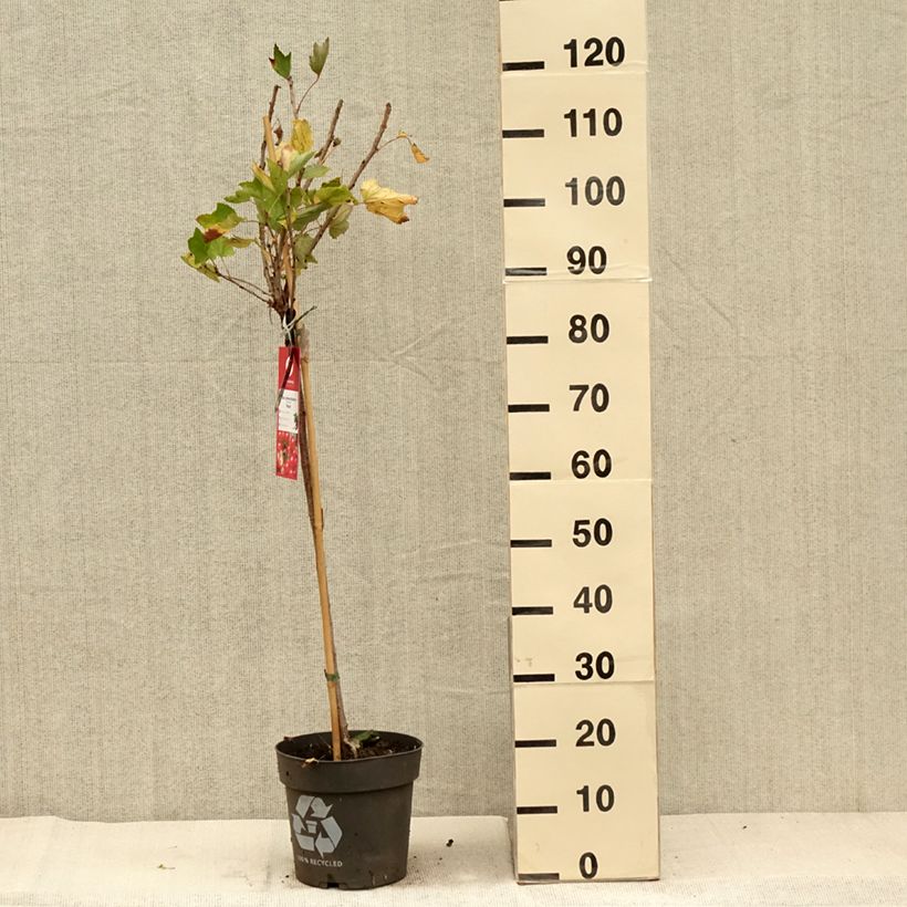 Ejemplar de Grosella roja Rolan Maceta 6L/7L entregado en otoño