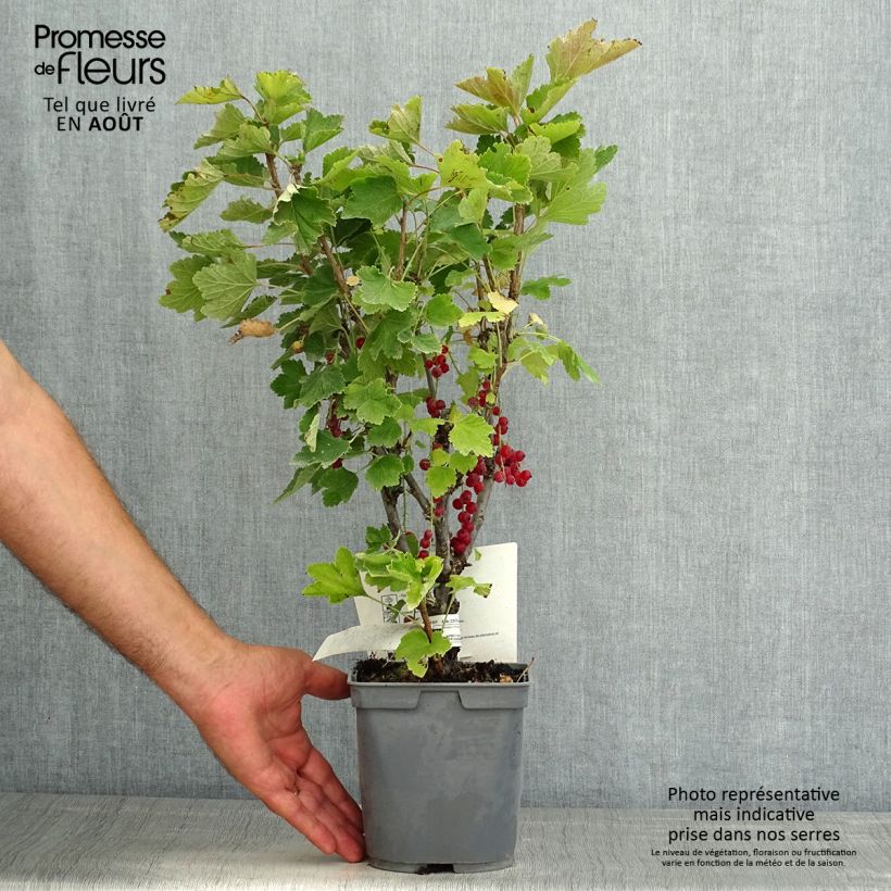 Ejemplar de Grosella roja Première Groseille Raisin Maceta 2L/3L entregado en verano