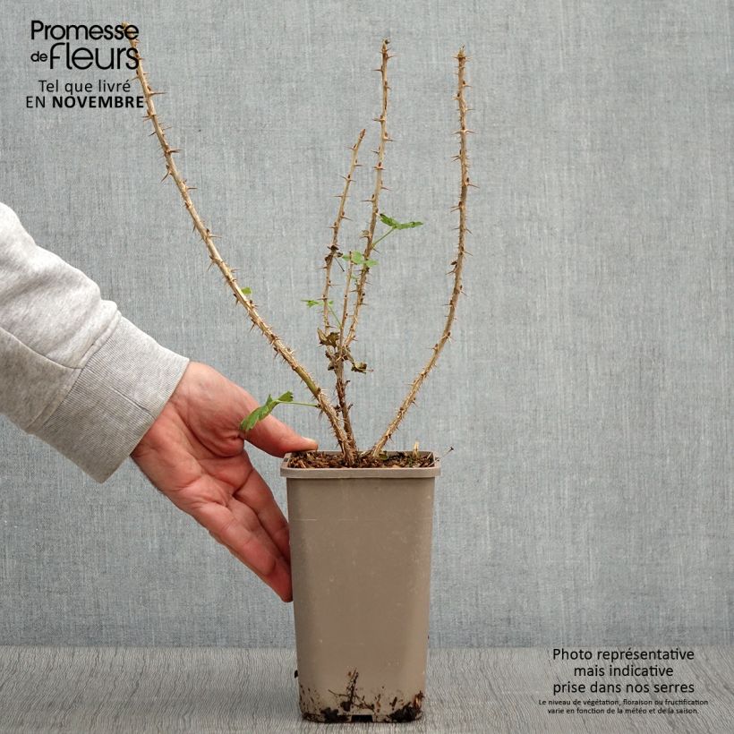 Ejemplar de Grosella espinosa Crispa Goldling Maceta 1,5L/2L entregado en otoño