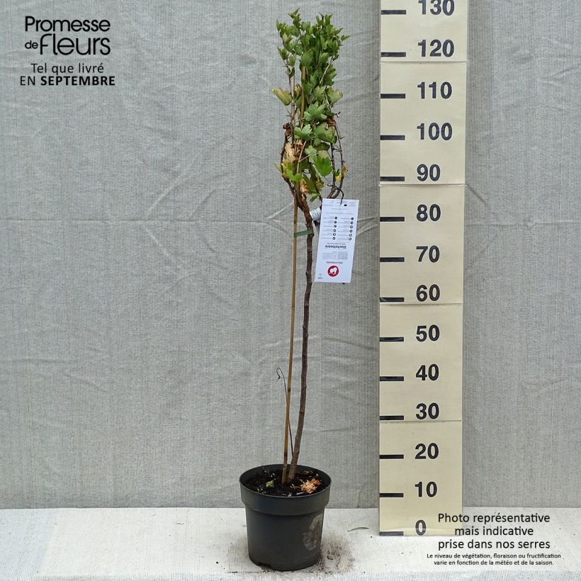Ejemplar de Grosella espinosa Mucurines Maceta 6L/7L entregado en otoño