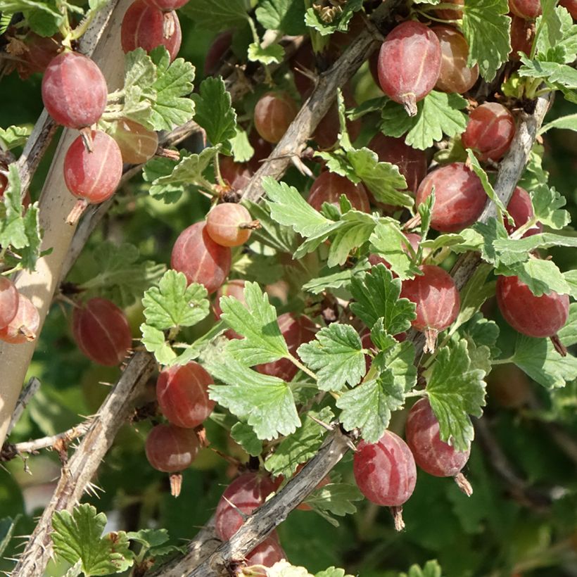 Grosella espinosa Crispa Darling (Cosecha)