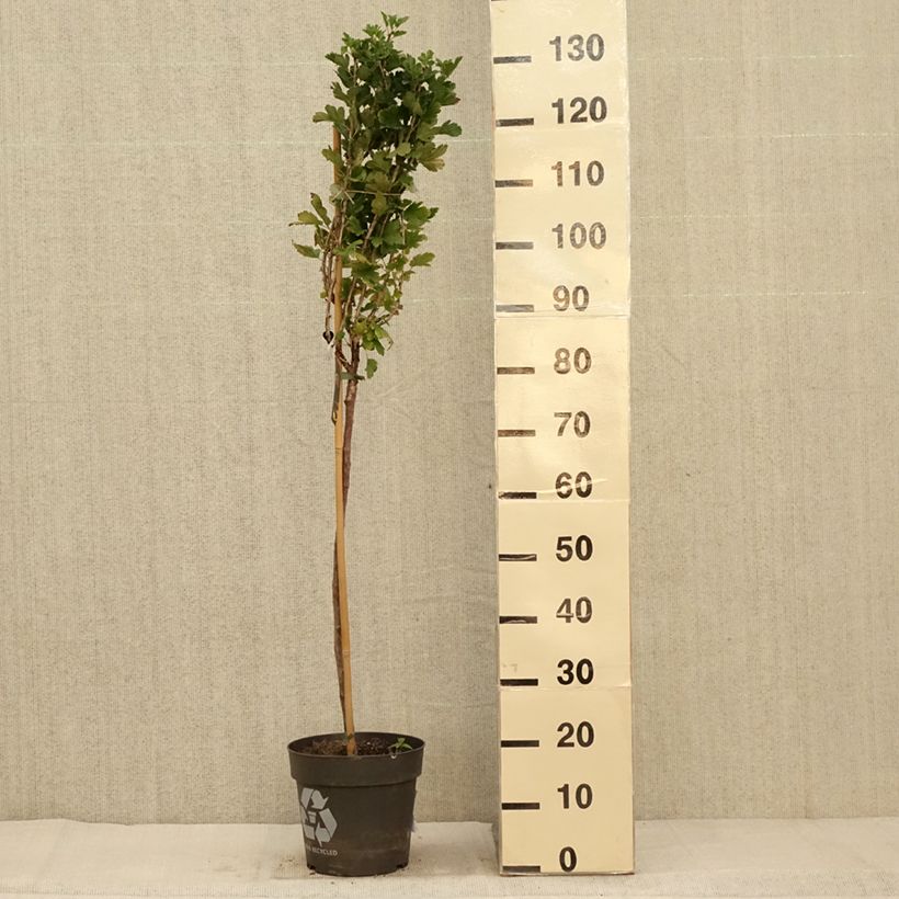 Ejemplar de Grosella espinosa Crispa Darling Maceta 6L/7L entregado en otoño