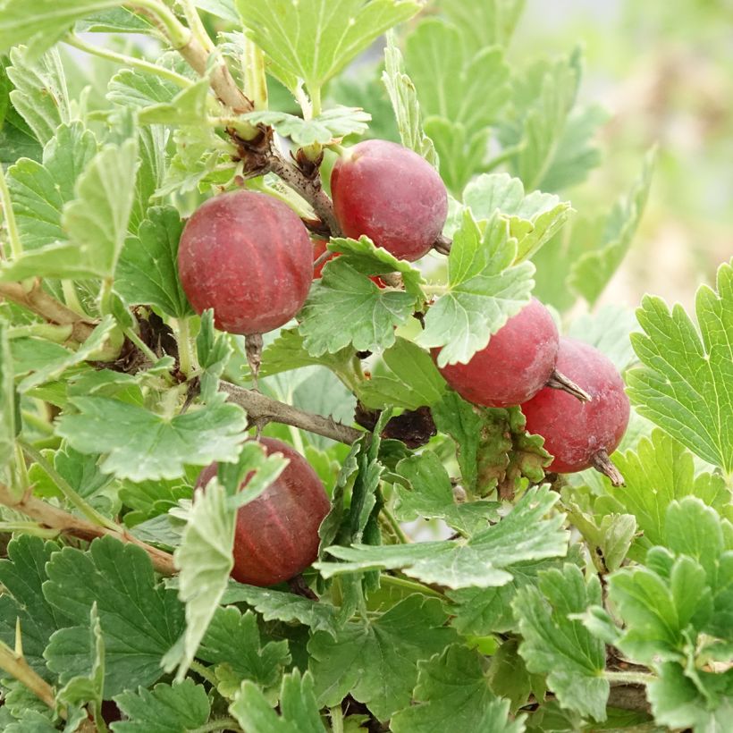 Grosella espinosa Crispa Darling (Cosecha)