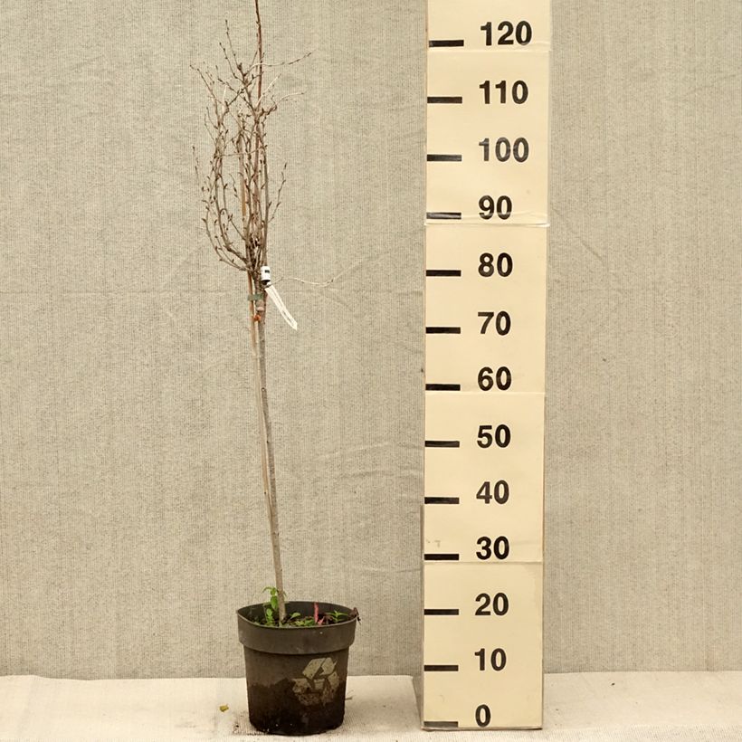 Ejemplar de Grosella espinosa Solemio Crispa Maceta 6L/7L entregado en otoño
