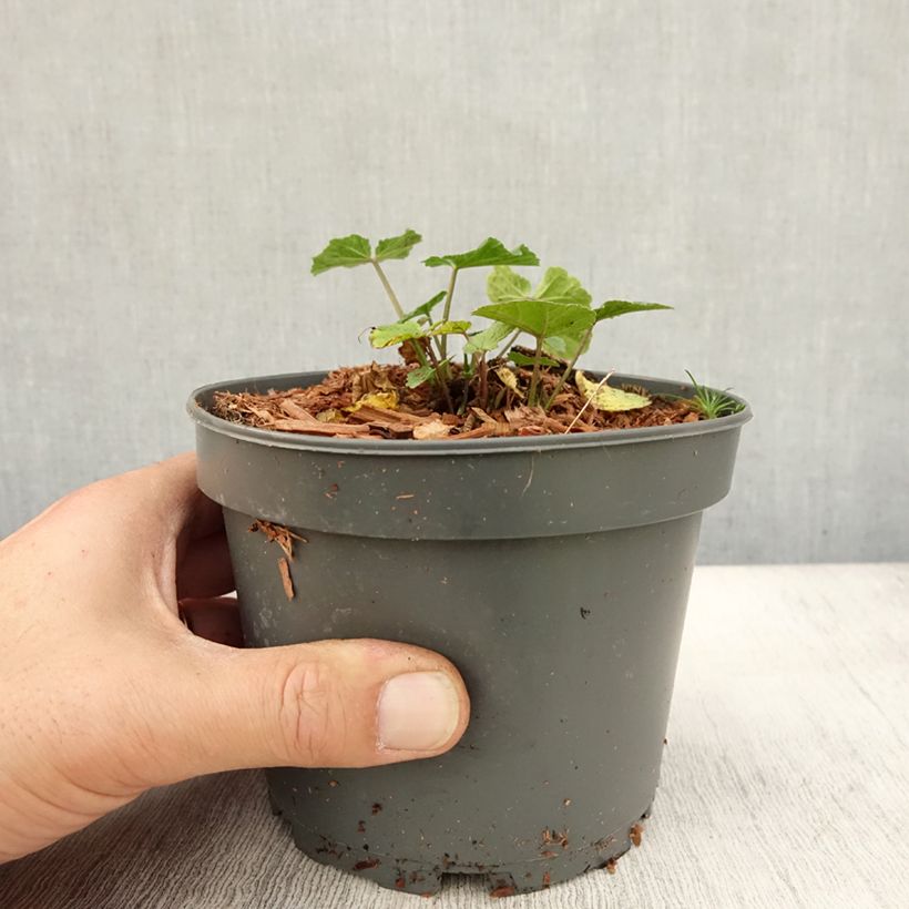 Ejemplar de Malvavisco - Althaea officinalis Maceta 1,5L/2L entregado en otoño