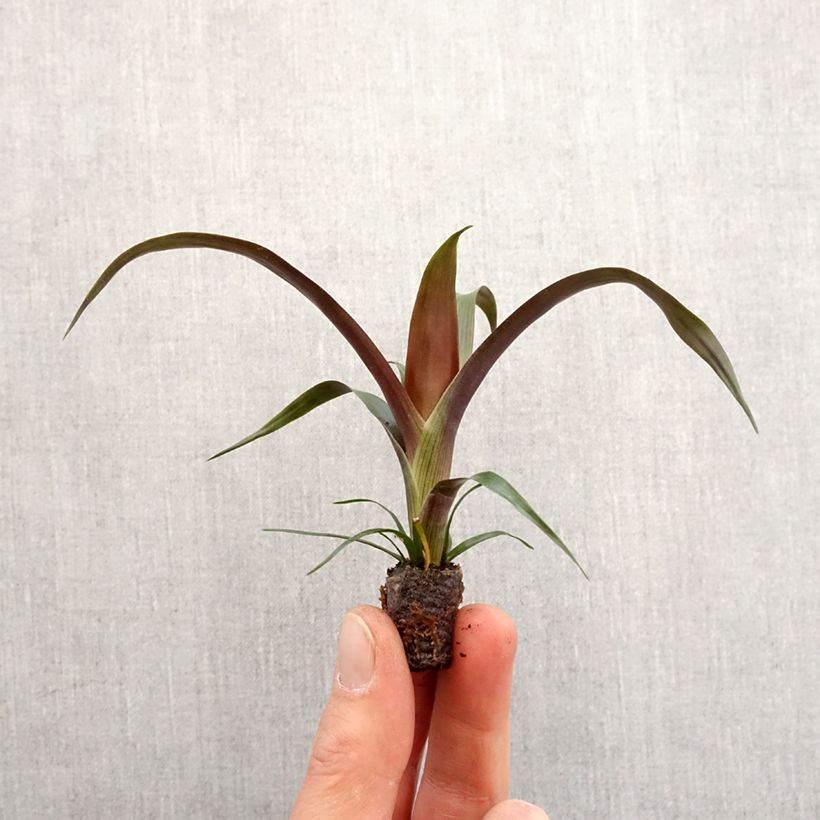 Guzmania Akabar - Motte 5 cm x 7 cm Ejemplar entregado en la primavera