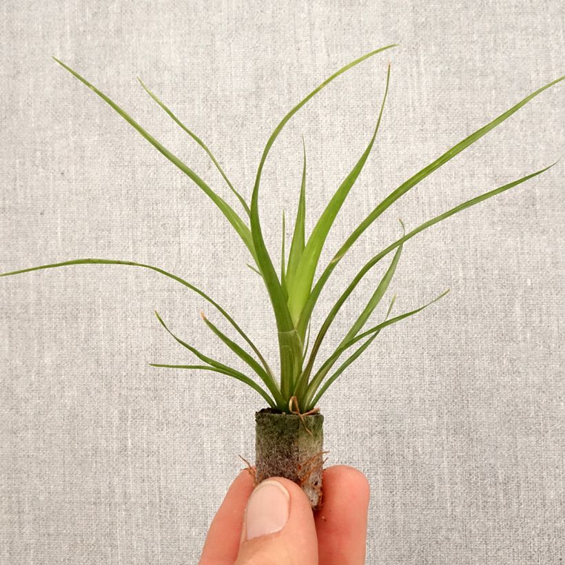 Guzmania Alerta - Motte 5 cm x 7 cm Ejemplar entregado en la primavera