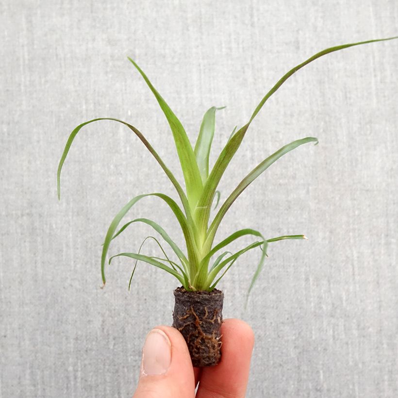Guzmania Calypso - Motte 5 cm x 7 cm Ejemplar entregado en la primavera