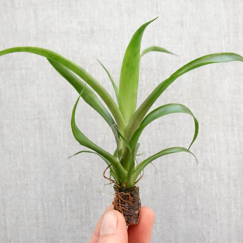 Guzmania Candy - Motte 5 cm x 7 cm Ejemplar entregado en la primavera