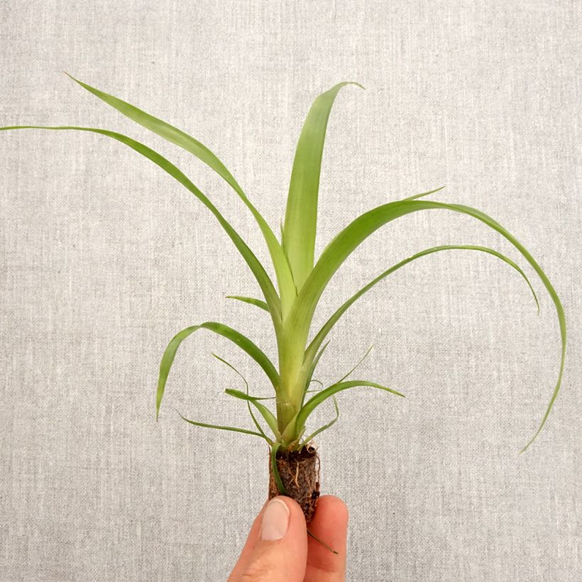 Guzmania Filou - Motte 5 cm x 7 cm Ejemplar entregado en la primavera