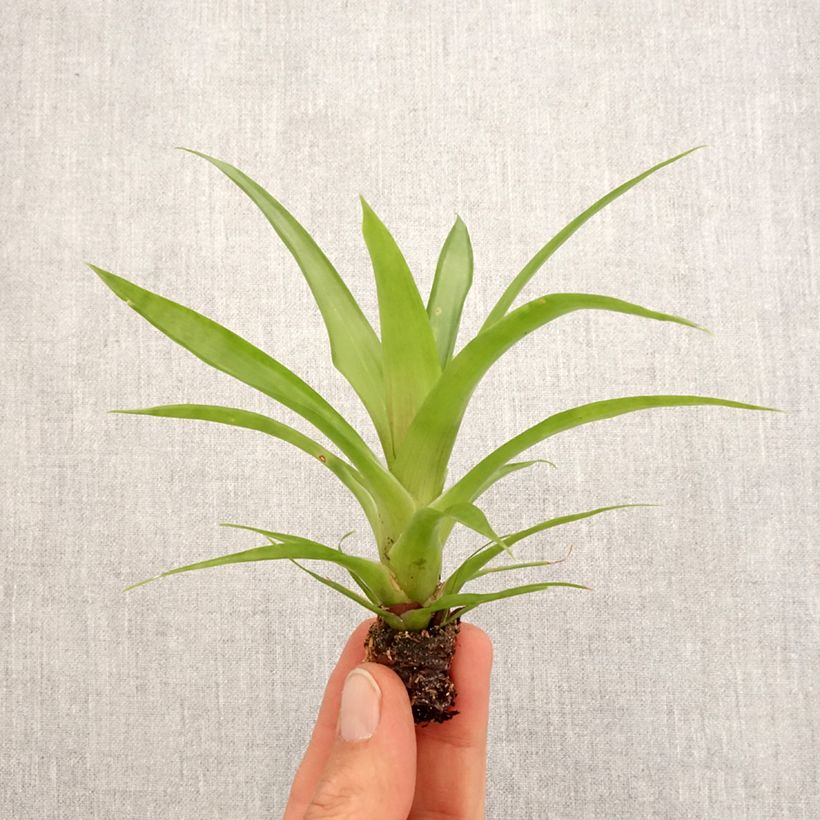 Guzmania Flava - Motte 5 cm x 7 cm Ejemplar entregado en la primavera