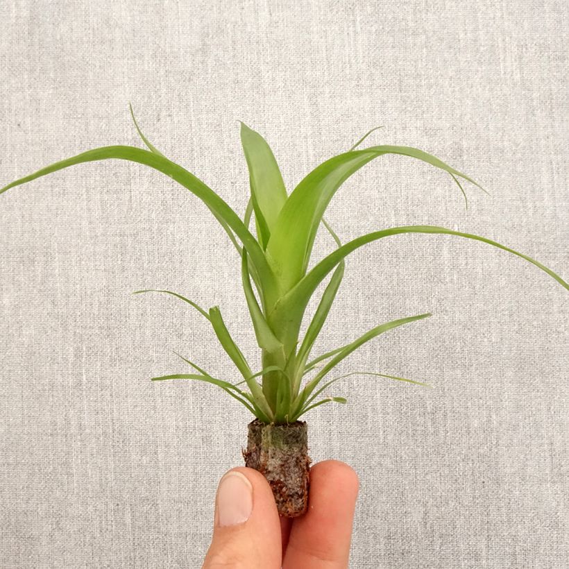 Guzmania Hilda - Motte 5 cm x 7 cm Ejemplar entregado en la primavera