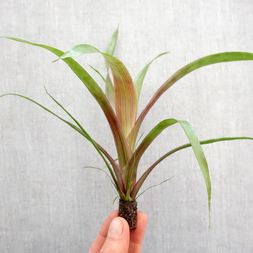 Guzmania Limones - Motte 5 cm x 7 cm Ejemplar entregado en la primavera